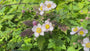Herfstanemoon Roze (Hoogte 75 cm) - Anemone hupehensis