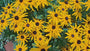 Gele Zonnehoed - Rudbeckia Fulgida 'Goldsturm'