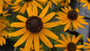 Zonnehoed - Rudbeckia fulgida 'Little Goldstar'