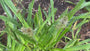 Kruisdistel Eryngium 'agavifolium'