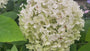 Hortensia - Hydrangea Arborescens 'Strong Annabelle'