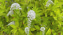 Witte Wederik - Lysimachia clethroides