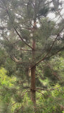 Zwarte den - Pinus nigra 'Nigra'