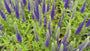 Ereprijs - Veronica spicata 'Ulster Dwarf Blue'