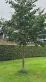 Japanse notenboom - Ginkgo biloba hoogstam
