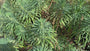 Wolfsmelk - Euphorbia characias