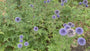 Biologische Kogeldistel - Echinops ritro
