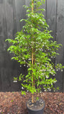 Japanse Storaxboom - Styrax japonicus 'Snowcone'