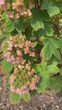Eikenbladhortensia - Hydrangea quercifolia