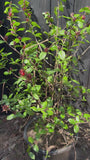 C20 pot - video eind april