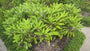 Daphniphyllum macropodum