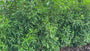 Portugese laurier - Prunus Lusitanica 'Angustifolia'