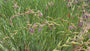 Lis - Iris prismatica