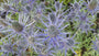 Kruisdistel - Eryngium planum