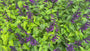 Salie - Salvia guaranitica 'Black and Blue'