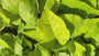 Oriëntaals komkommerkruid - Trachystemon orientalis