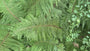 Naaldvaren - Polystichum setiferum 'Herrenhausen' (Wintergroene varen)