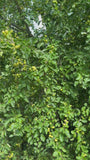 Wilde appel - Malus sylvestris