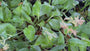 Hartlelie - Hosta tardiana 'Halcyon'