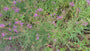 Roedekattenstaart - Lythrum virgatum