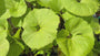 Japans hoefblad - Petasites japonicus