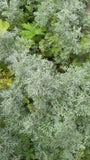 Alsem - Artemisia 'Powis Castle'
