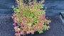 Japanse spirea (Geelgroen blad, Paarsroze bloemen) - Spiraea japonica 'Firelight' TIP