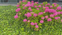 Boerenhortensia - Hydrangea macrophylla 'Bouquet Rose'