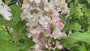 Pluimhortensia - Hydrangea paniculata 'Pinky Winky'