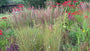 Struisriet - Calamagrostis x acutiflora 'Karl Foerster' TIP