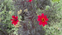 Dahlia - Dahlia 'Bishop of Llandaff'