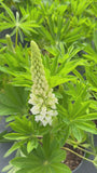Lupine (Wit) - Lupinus 'Gallery White'