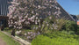 Gewone magnolia - Magnolia x soulangeana