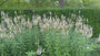 Aar ereprijs (Wit) - Veronica spicata 'Icicle'