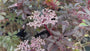Gewone vlier - Sambucus nigra 'Thundercloud'