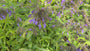 Siberisch kattenkruid - Nepeta sibirica