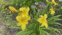 Daglelie (Gele) - Hemerocallis 'Green Flutter'