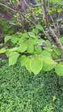 Judasboom - Cercis siliquastrum