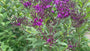 IJzerkruid - Vernonia Crinita