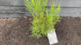 Tamarisk - Tamarix tetrandra