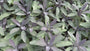 Echte salie - Salvia officinalis 'Purpurascens'