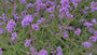 Biologisch IJzerhard (Lage soort 60 cm) - Verbena bonariensis 'Lollipop'