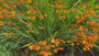 oranje bloemen en zwaarvormig blad in beeld