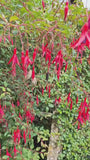 Bellenplant - Fuchsia 'Riccartonii'