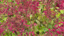 Purperklokje - Heuchera sanguinea 'Leuchtkäfer'