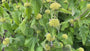 Biologisch Brandkruid - Phlomis russeliana