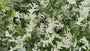 Kardinaalsmuts - Euonymus fortunei 'Harlequin'