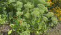 Biologisch Vetkruid - Sedum 'Herbstfreude'