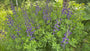 Valse Indigo Indigolupine - Baptisia australis