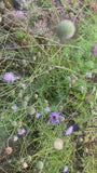 Duifkruid - Scabiosa columbaria